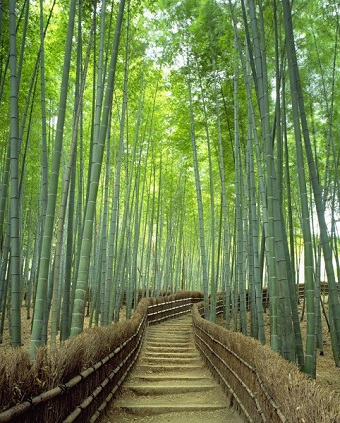 Bamboo